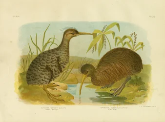 小さな斑点のあるキウイ、1891年